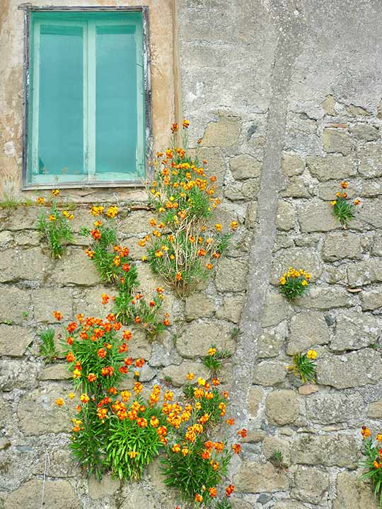 Old brick wall with window where orange and yellow flowers are growing within the holes and patches