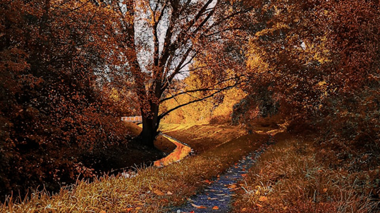 Concrete path running through trees with fall foliage.