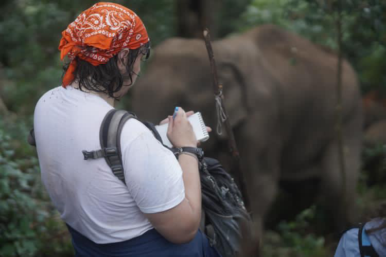 Observing an elephant in Thailand